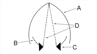 Arytenoid cartilage.png