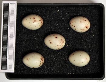 Eggs of Fringilla coelebs coelebs