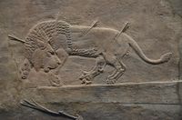 Wounded lion