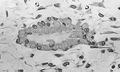 Light micrograph of undecalcified tissue displaying osteoblasts actively synthesizing osteoid (center).