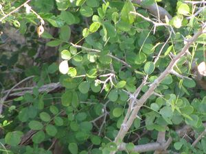 Dalbergia melanoxylon.jpg