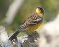 Emberiza cabanisi cognominata, Menongue, Birding Weto, a (cropped).jpg