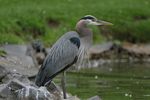 Heron and donut bokeh 20070607.jpg