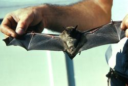 Little Brown Bat FWS.jpg