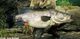 Nile perch.jpg