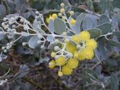 Starr 020911 0004 acacia podalyriifolia.jpg