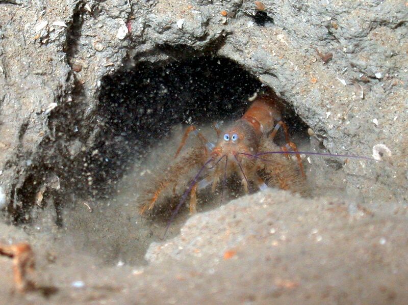 ملف:Blind furry lobster.jpg