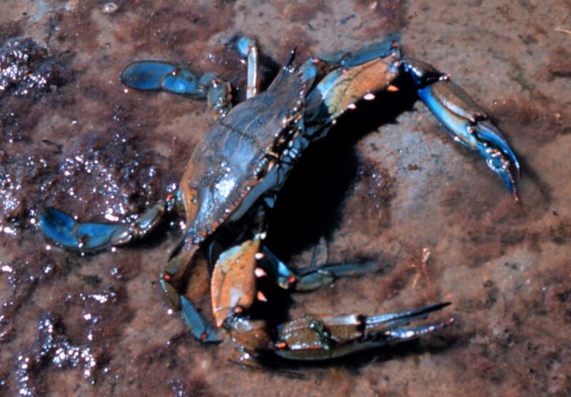 ملف:Callinectes sapidus 1.jpg