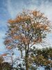 Erythrina poeppigiana (Walp.) O.F.Cook - 2013 009.jpg
