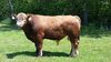 XJ-B1 Beefalo.jpg