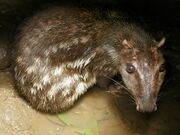 paca