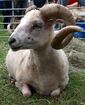 Skudde Bock.jpg
