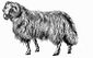 Fat-Tailed Breed.jpg