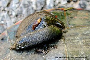 Turtle leech3.jpg