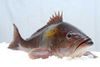 Golden Groupers.jpg