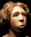 Le Moustier Neanderthal skull reconstitution, Neues Museum Berlin[28]