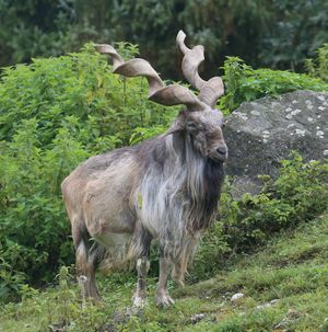 Markhor Schraubenziege Capra falconeri Zoo Augsburg-02.jpg
