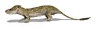 Oligokyphus