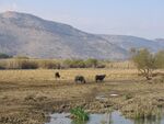 Hulah Valley, Israel, Buffalo.jpg