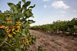 مزارع الفستق في رفسنجان