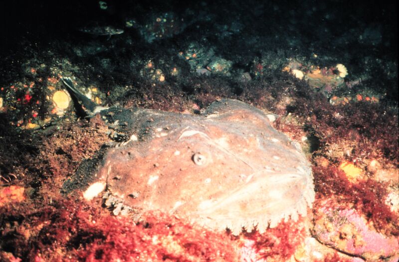 ملف:Lophius americanus.jpg