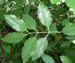 Sandal leaf.jpg