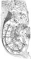 رسم للدائرة العصبية في الحـُصين (المخ) لحيوان قارض. Histologie du Systeme Nerveux de l'Homme et des Vertebretes, Vols. 1 and 2. A. Maloine. Paris. 1911.