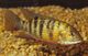 Tilapia zillii.jpg