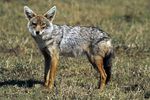 Golden Jackal sa02.jpg