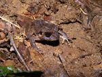 ضفدعة Craugastor-megacephalus.