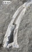 Tooth of the lobe-finned fish Onychodus from the Middle Devonian of Wisconsin