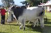 Brahman (EMAPA) 110307 REFON 2.jpg