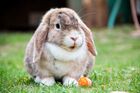 Miniature Lop - UK NL.jpg