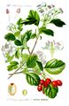 Botanical drawing of Crataegus laevigata from Thomé's Flora von Deutschland, Österreich und der Schweiz, 1885