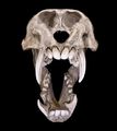 Mandrill face4.jpg