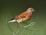Carduelis cannabina 1 (Martin Mecnarowski).jpg