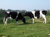 Vaches Bretonnes Pie Noir.JPG