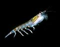 تصغير للنسخة بتاريخ 01:37، 10 أبريل 2022