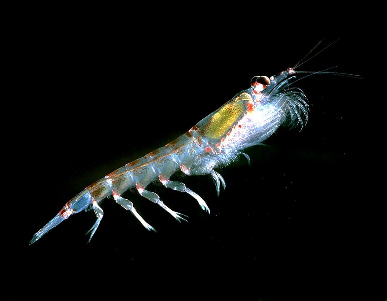 ملف:Krill666.jpg