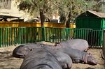 Hippopotamus At Fayoum By Hatem Moushir 2.JPG