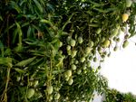 Mangifera indica. Tropical Brazil.JPG