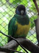 Barnardius zonarius (Wroclaw zoo)-1.JPG
