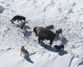 An American Bison standing its ground against a gray wolf pack