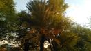 Dhusamarebgreenytree.jpg
