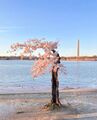 Stumpy, a small tree that went viral on the internet in 2020 and uprooted in 2024.[7]