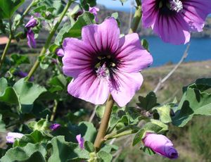 Lavatera arborea2.jpg