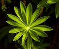 Lupin cultivar "My Castle"