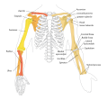 Human arm bones diagram