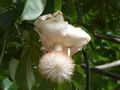 Adansonia digitata 0013.jpg