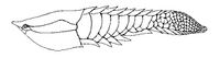 Poraspis, a genus of armored jawless fish from the Late Silurian of Canada, Norway, and the U.S.